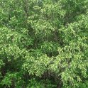Fontanesia phillyreoides subsp.fortunei P1C